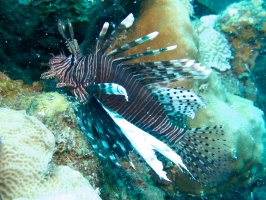 Lionfish IMG 6986